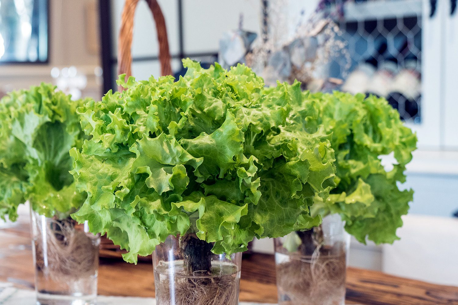 Hidroponía: cómo cultivar verduras sin tierra