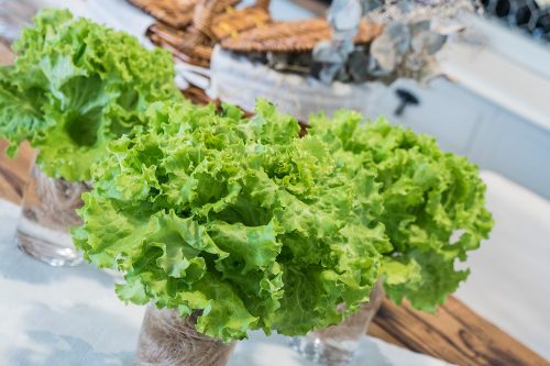 restaurante-gallego-madrid-lechuga-hidroponica