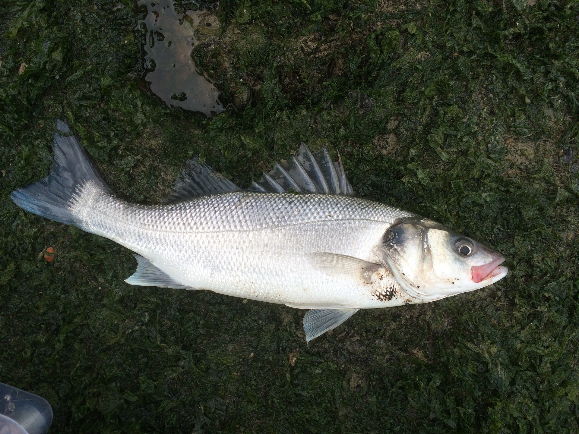 Lubina a la sal en Restaurante Gallego